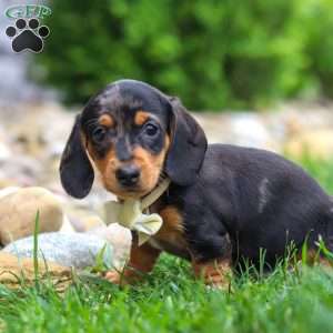 Anson, Dachshund Puppy